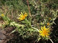gale-20120725 021
